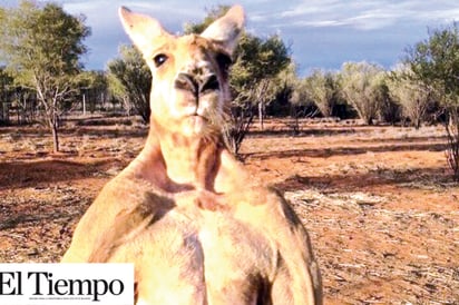 Murió ‘Roger’, el canguro más fuerte y famoso de Australia