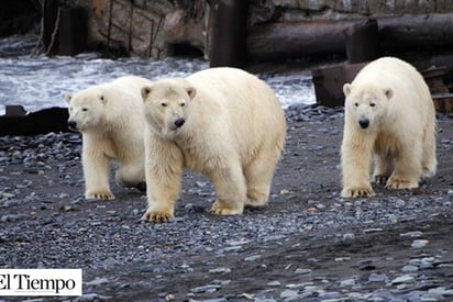 Declaran emergencia en Rusia por invasión de osos polares