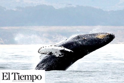 Las ballenas se están muriendo en la costa este de EU, y los científicos están compitiendo para entender por qué