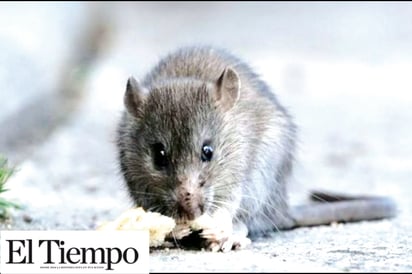 Darán por concluida contingencia por hantavirus en provincia argentina