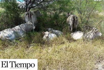 Montan operativos para frenar el abigeo