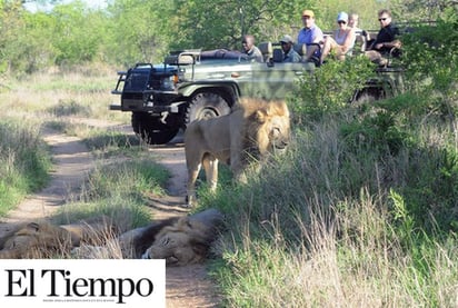 Elefante mata a cazador y su cuerpo es devorado por leones