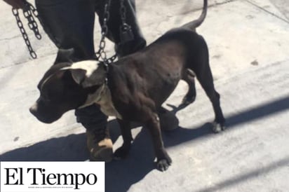 Captura Policía a agresivo pitbull