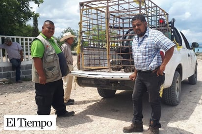 Capturan a Oso en Castaños