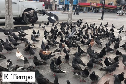 Desconocido se lleva más de cien palomas