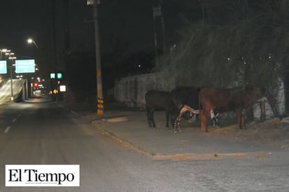 Deambulaban vacas en puente elevado