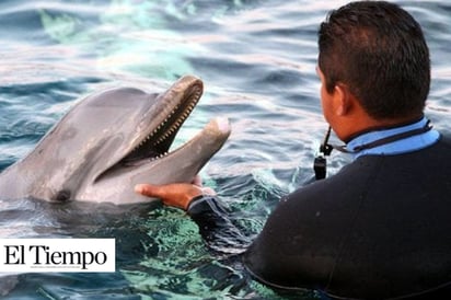 Investiga Estados Unidos muerte de 279 delfines en Golfo de México