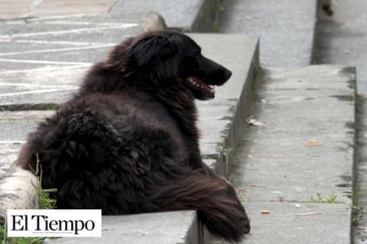 Se multiplican los perros callejeros