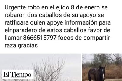 Reportan el robo de un caballo