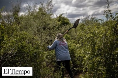 Ejecutan a defensora de DH y buscadora de desaparecidos en Michoacán