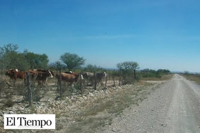 Esperan ganaderos reducir abigeato