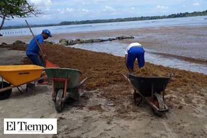 Sargazo ya invade zonas turísticas del Istmo