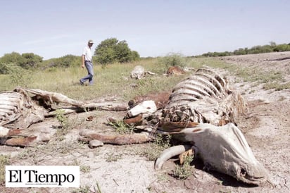 Mata la sequía 15 vacas