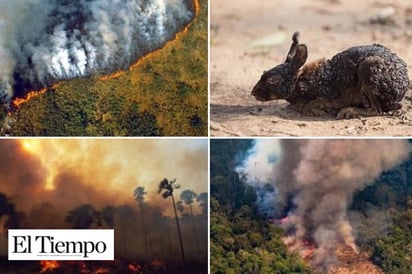 #PrayforAmazonia, llamado de auxilio en redes por masivo incendio en el Amazonas desde hace 16 días