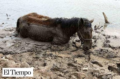 Se incrementa la mortandad de animales en zonas rurales