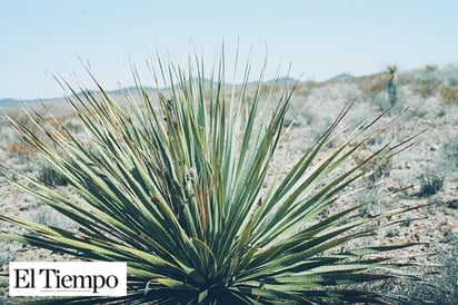 Proyectan instalar vinatería de sotol y laboratorio de yerbas medicinales