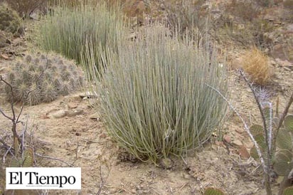 Venta de ixtle y candelilla, temas complicados: Flores