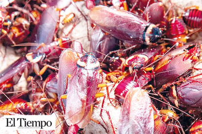 Encuentran cucarachas, tenedores, cepillos dentales, un anillo y una cadena