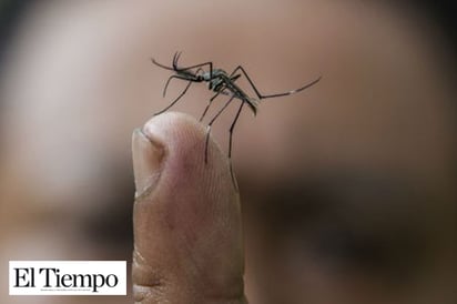 Reportan más de 22 mil casos de dengue en el país