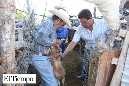 Inicia vacunación caprina y bovina