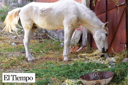 Incomoda a vecinos caballos en las calles