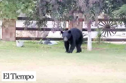 Regresan tres osos al Ejido Trincheras