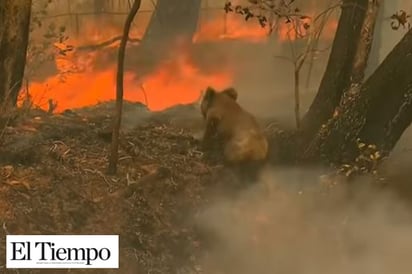 480 millones de animales son víctimas de los incendios en Australia