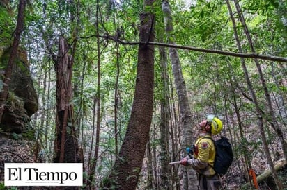 Bomberos australianos rescatan el último árbol prehistórico que queda en el mundo