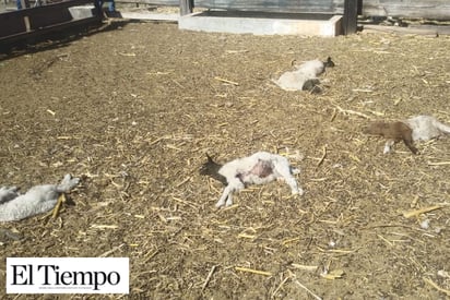 Jauría de perros mata 50 borregas