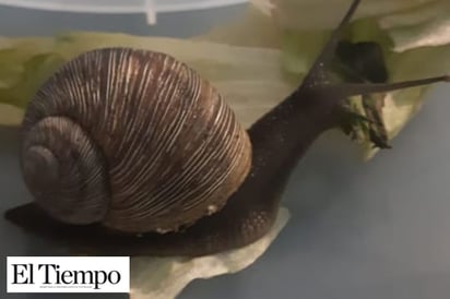 El milagro del caracol; en  medio del fuego se salva