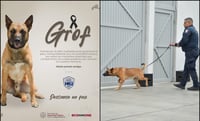 Hallan sin vida a 'Grof', agente canino especializado en detección de narcóticos en BCS