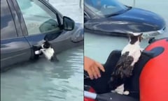 Así fue el rescate de un gatito que se aferró a un auto tras inundaciones en Dubai