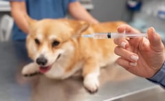 20 de abril, Día Mundial de la Vacunación Animal; vacunas que tu mascota debería recibir