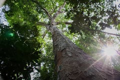 Torreón: Se insta a los ciudadanos a mantener sus árboles