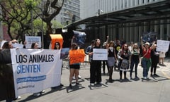 Activistas protestan contra maltrato animal afuera del Senado tras sacrificio de gallina en el recinto