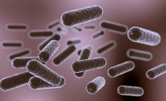 Estreptococo: la bacteria que puede causar infecciones mortales