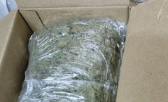Descubren envío de marihuana desde Cruz de Elota a Los Mochis, Sinaloa en paquete postal