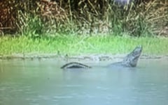 Enorme cocodrilo avistado en Río Bravo 