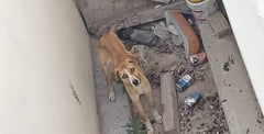 Las autoridades de Coahuila ignoran el hecho del abandono de perros: según las asociaciones protectoras
