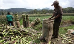 Productores de maíz reabren circulación en tramos carreteros bloqueados en Sinaloa