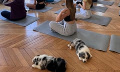 Italia prohíbe yoga con perritos tras informes de presunto maltrato animal
