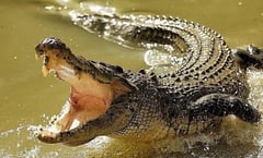 Madre arroja a su hijo de 6 años con discapacidad a un río infestado de cocodrilos en India