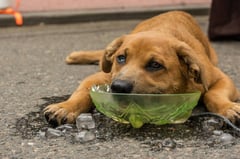 Amor es prevención: protege a tus perros del golpe de calor; Sufren altas temperaturas el doble que los humanos