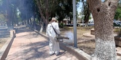 La Salud Municipal continúa tomando medidas contra los mosquitos y las garrapatas en Torreón