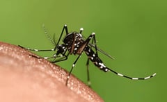 OMS autoriza segunda vacuna contra dengue para niños y adolescentes
