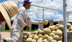 Productores de melón en San Pedro expresan desánimo por los malos resultados de la temporada
