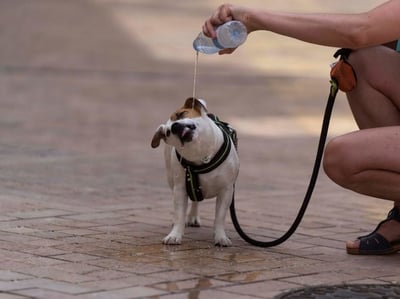 Golpe de calor: condición a la que se pueden enfrentar las mascotas 