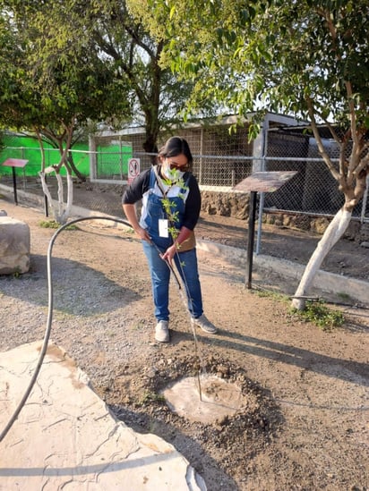 Reforestación en Ecoparque de Monclova