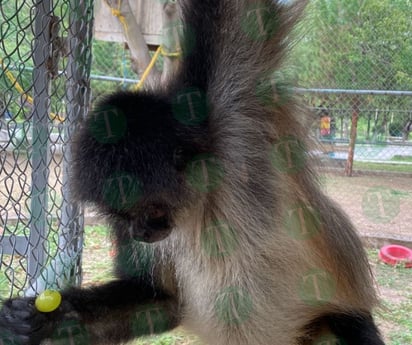 Así desayunan Monky y Monica los dos changuitos del Ecoparque Monclova
