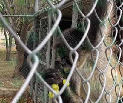 Así desayunan Monky y Monica los dos changuitos del Ecoparque Monclova
